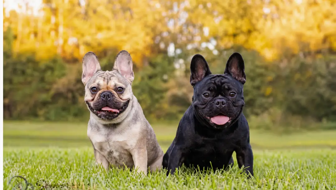French Bulldog BOAS breathing assessment and airway examination