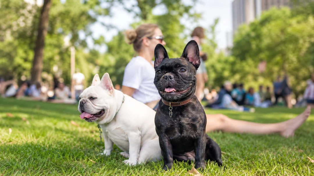 Veterinary management of French Bulldog breathing and BOAS treatment