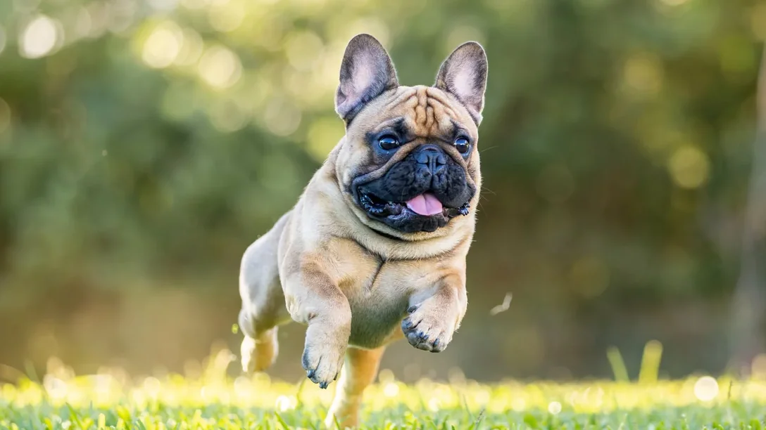 Essential French Bulldog puppy vaccines and first shots administration