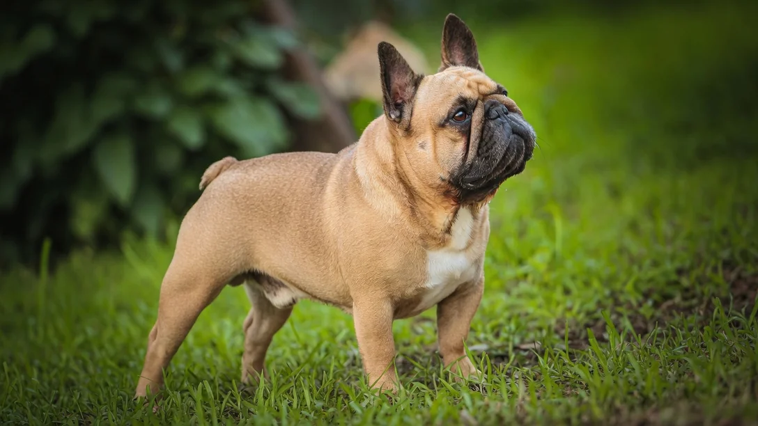 Veterinary immunization record for French Bulldog puppy development