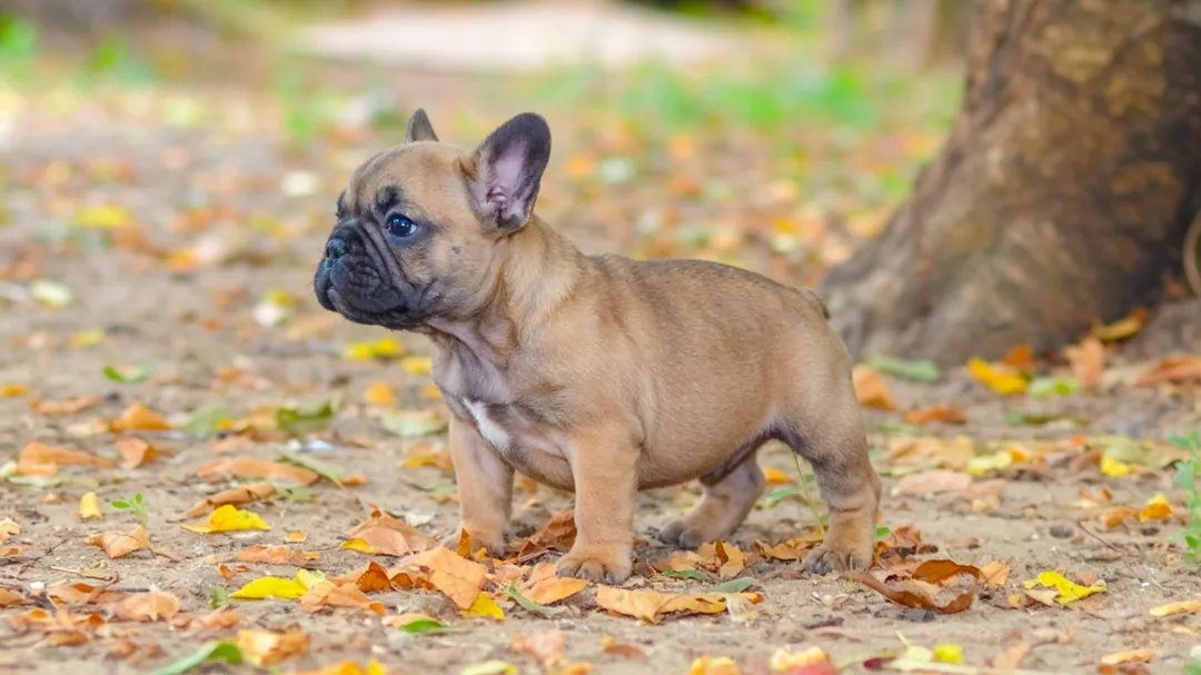 French Bulldog IVDD surgical vs conservative treatment recovery data chart