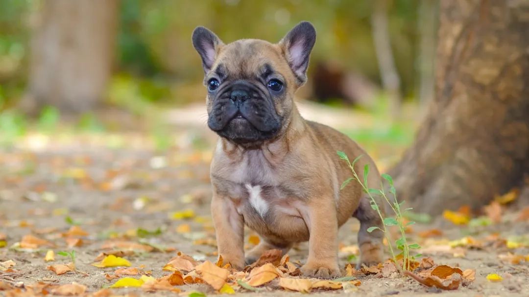 French Bulldog spinal harness, ramp usage, and home care setup