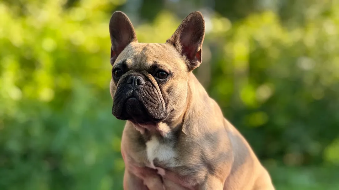 Data visualization chart of French Bulldog disease incidence rates across age groups