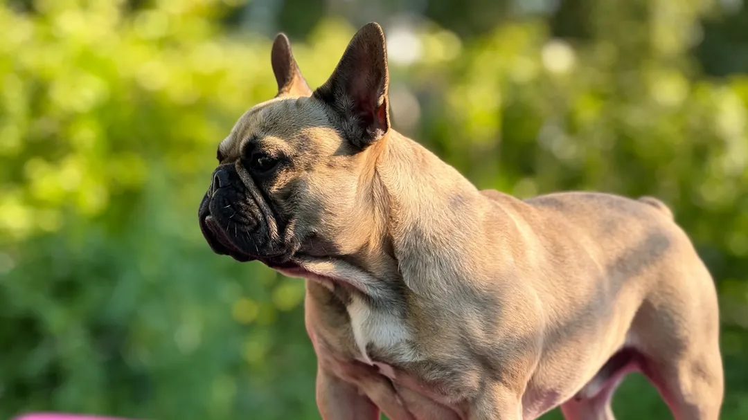 Senior French Bulldog physical therapy and mobility management home routine