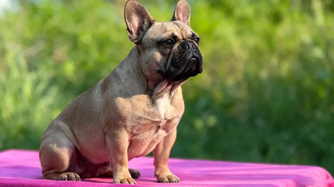 French Bulldog heat stroke emergency clinical data chart