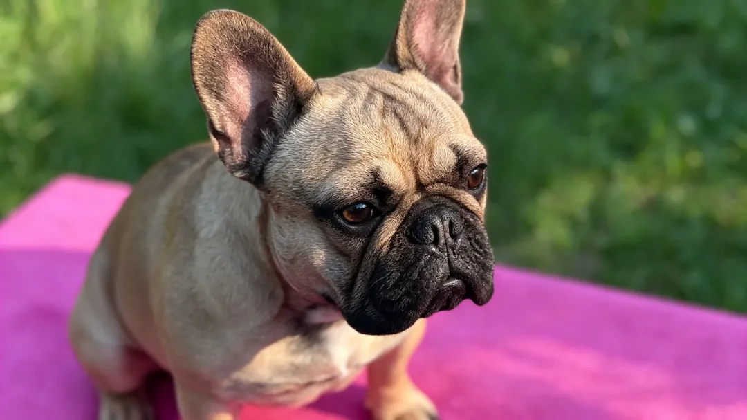 French Bulldog summer cooling gear and microclimate walk management