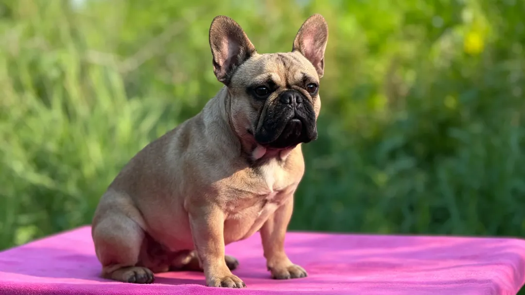 French Bulldog gastroenteritis and regurgitation clinical evaluation data