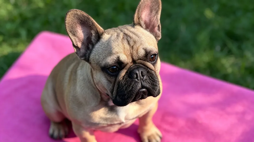 Recommended slow feeder bowls and elevated feeding accessories for French Bulldogs