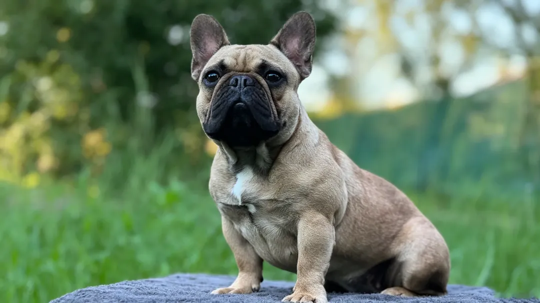 Canine stool consistency scoring and gastrointestinal histology evaluation