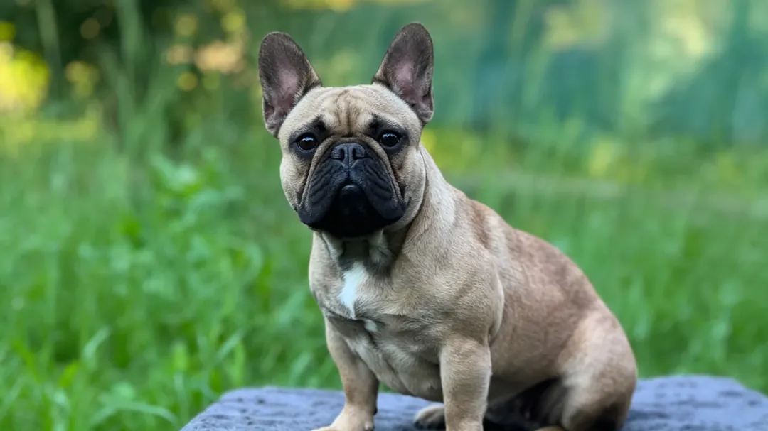 French Bulldog Diarrhea: Causes, Treatment & Prevention Guide