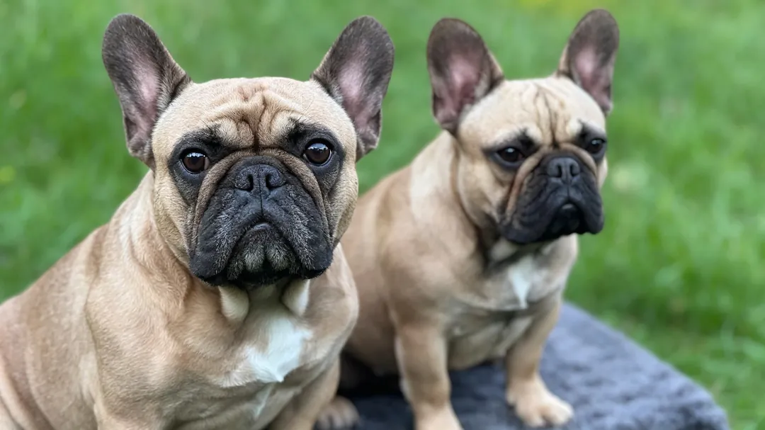 Calculating lifetime healthcare budgets and emergency vet bills for Frenchies