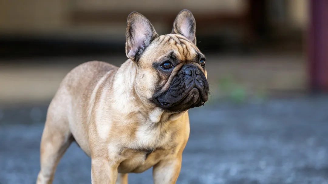French Bulldog Puppy Feeding Schedule & Portion Guide