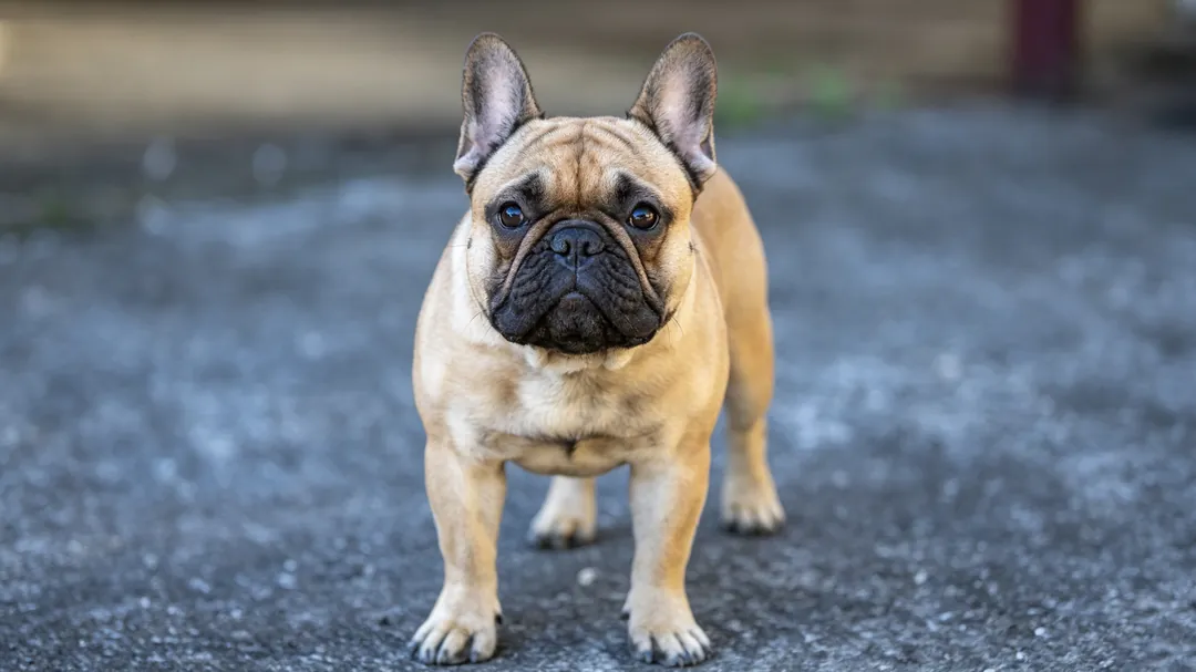 French Bulldog with sensitive stomach showing bloating, gas, and digestive discomfort symptoms