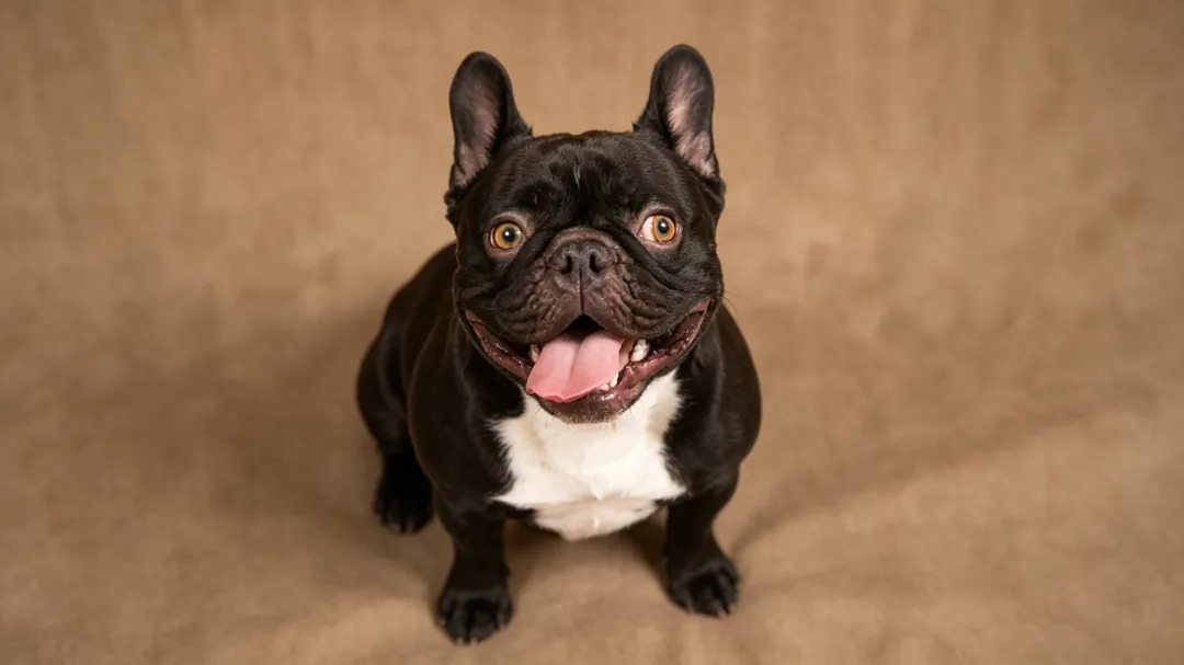 French Bulldog puppy resting inside a 24-inch wire crate with orthopedic bedding and divider panel