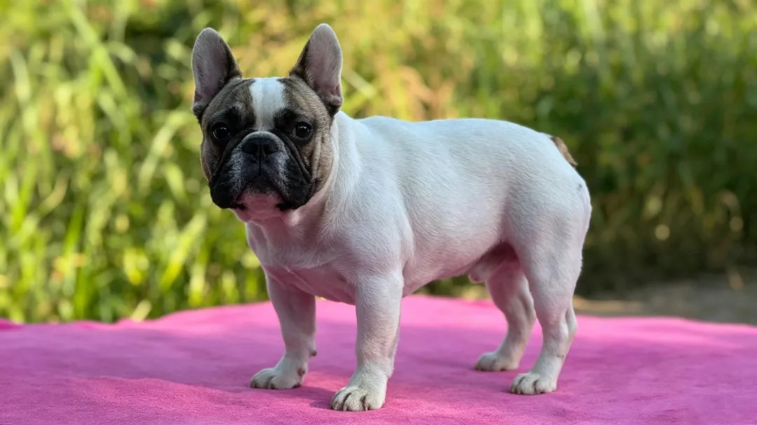 French Bulldog puppy sleeping peacefully inside a crate during scheduled daytime nap time
