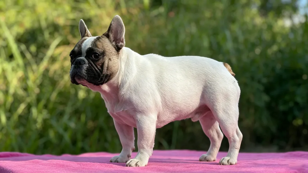 French Bulldog puppy wearing a soft harness during controlled low-impact outdoor exercise